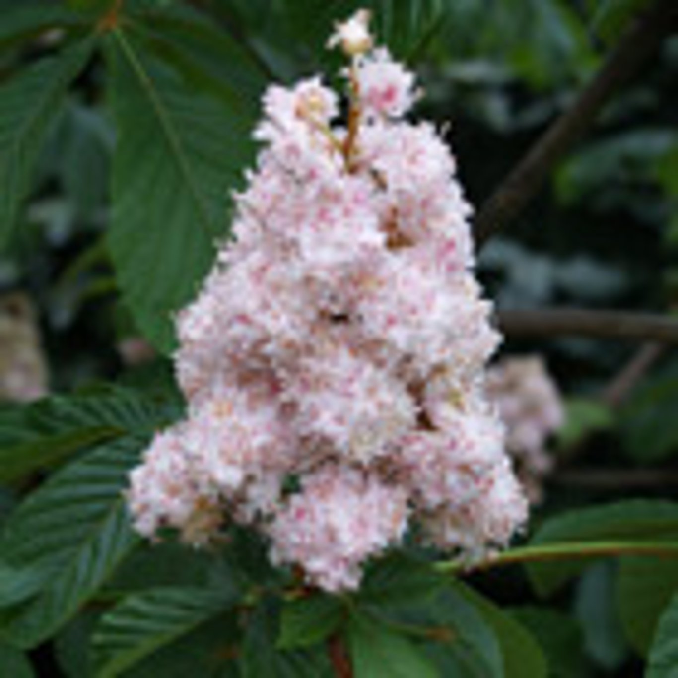 Hästkastanj – Aesculus hip. 'Baumannii' - 25/30 WRB